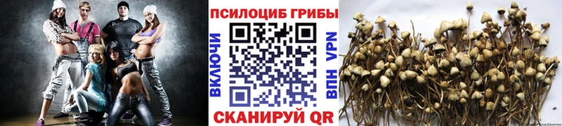 Псилоцибиновые грибы GOLDEN TEACHER Жуковский